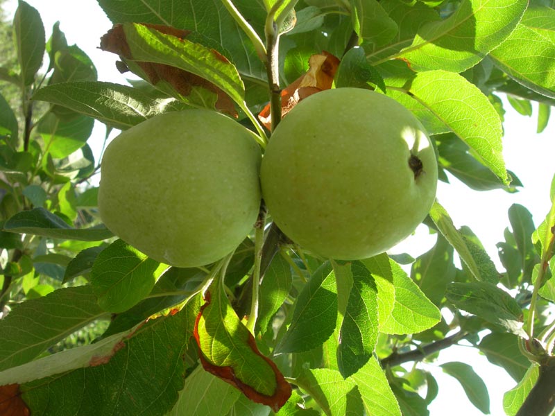 Gelato apples