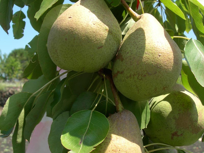 Ucciardone pears