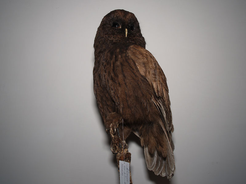 Dark Tawny Owl