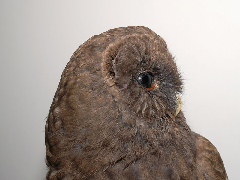Dark Tawny Owl, detail