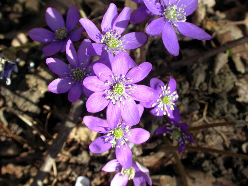 Common hepatica or liverwort (Hepatica nobilis)