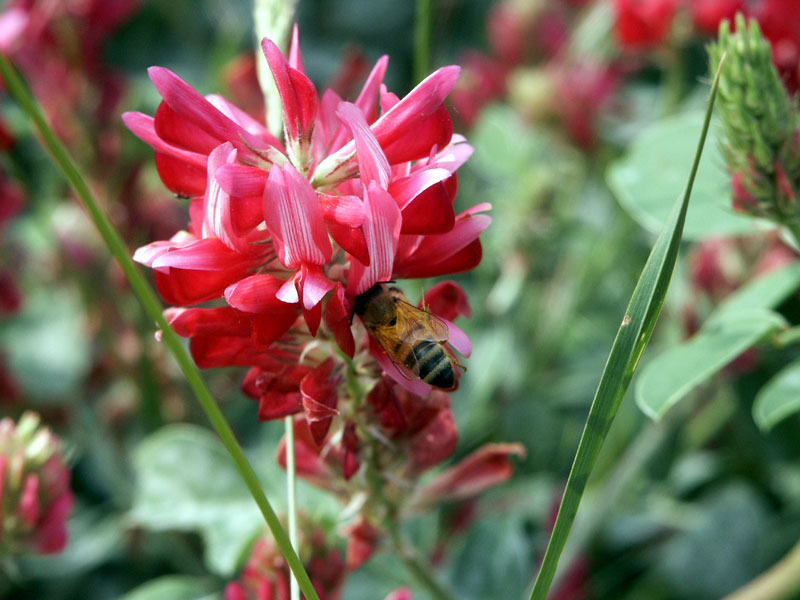 Save the Bees - Le api e gli altri impollinatori