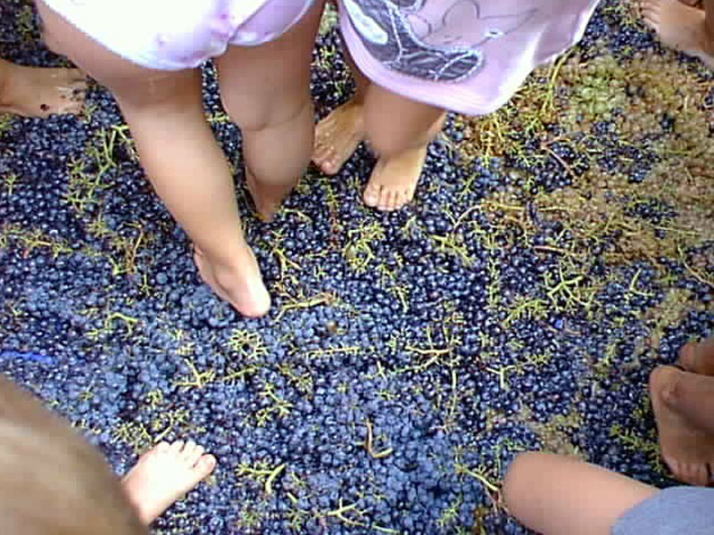 The grap harvest and the grape products