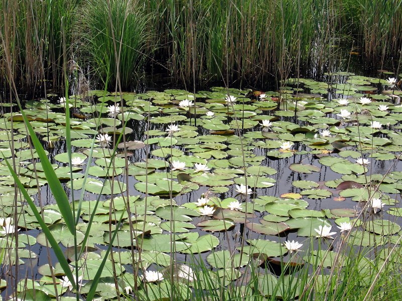 Water-lilies in the marsh