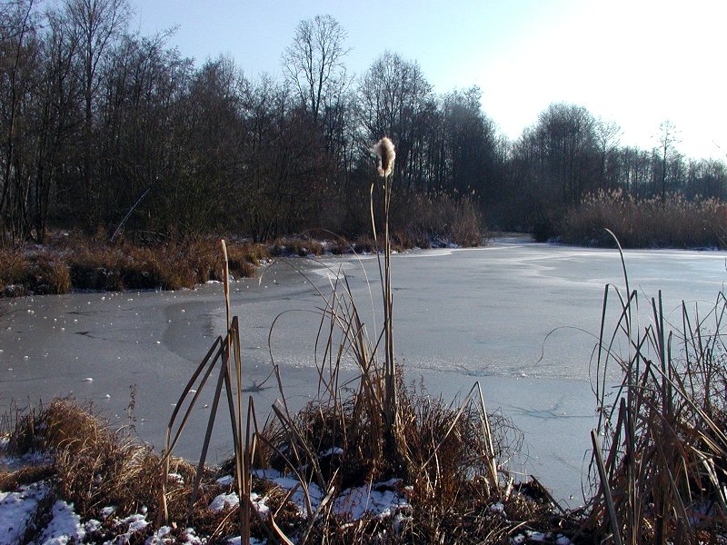 Frozen marsh