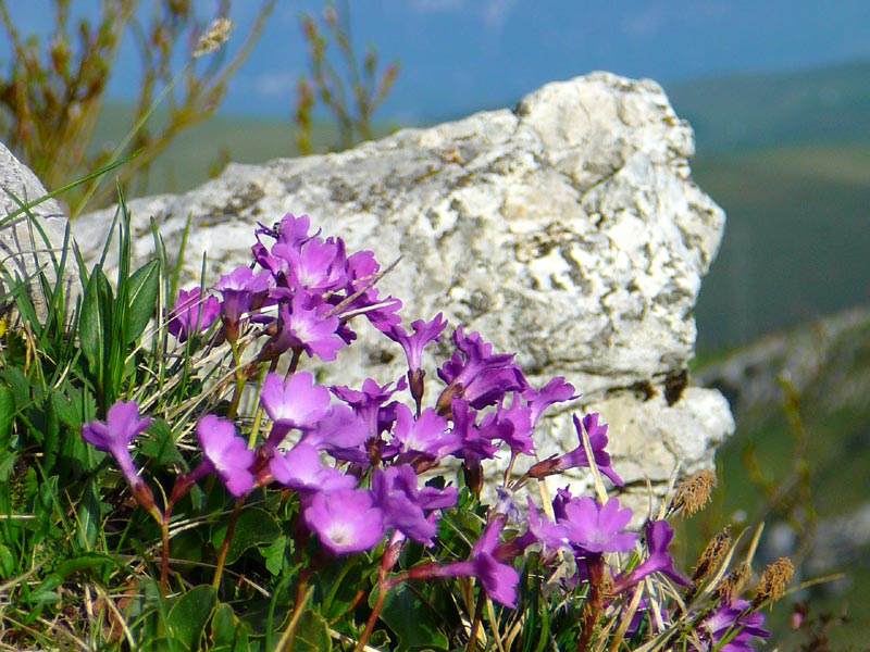 Primula una delle attrazioni della Lessinia è la ricchissima flora dei pascoli