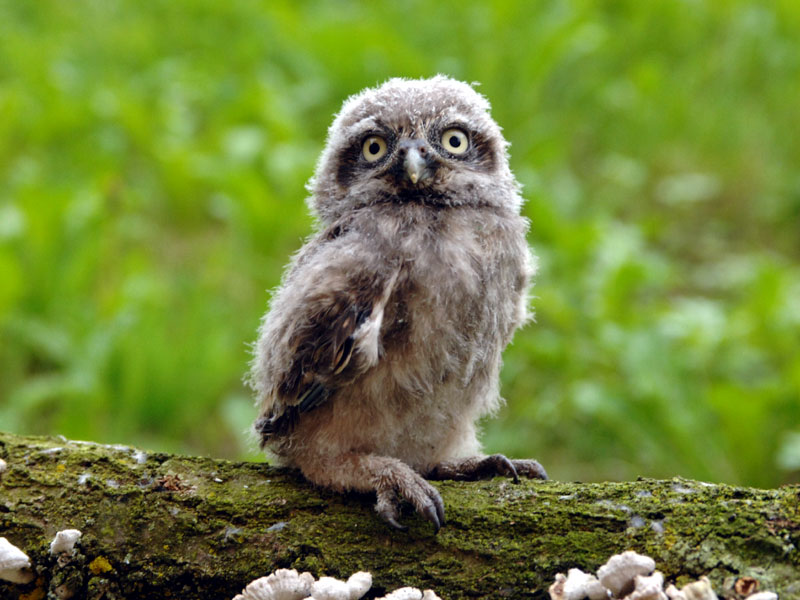 Little owl chick (Athena noctua)