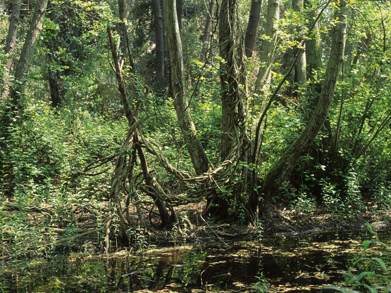 Sumpfland mit Baumschlingen