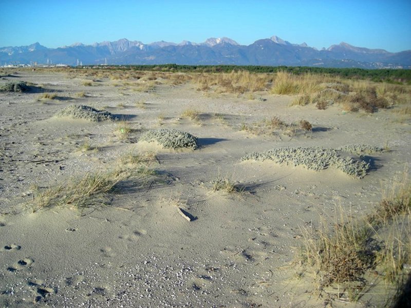 Habitat dunale con agropireti ad Otanthus maritimus