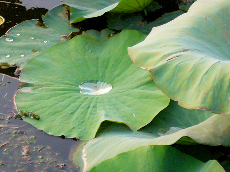 Gocce d'acqua su foglie di fiori di loto