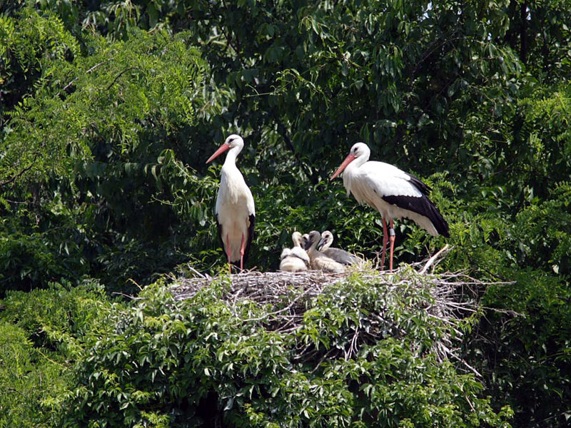 The Woodland of the Storks