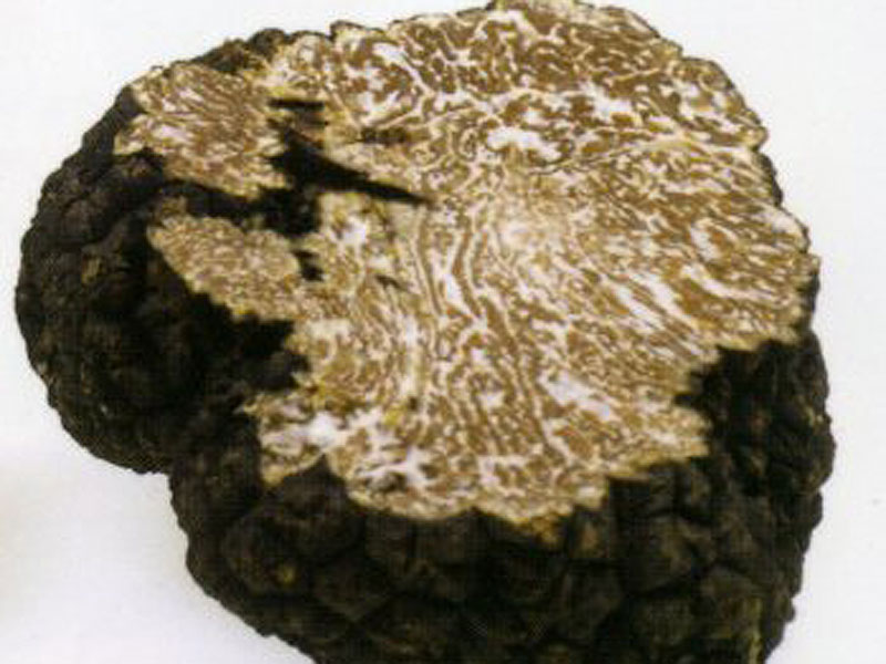 Tuber Melanosporum Vittadini Black Truffle