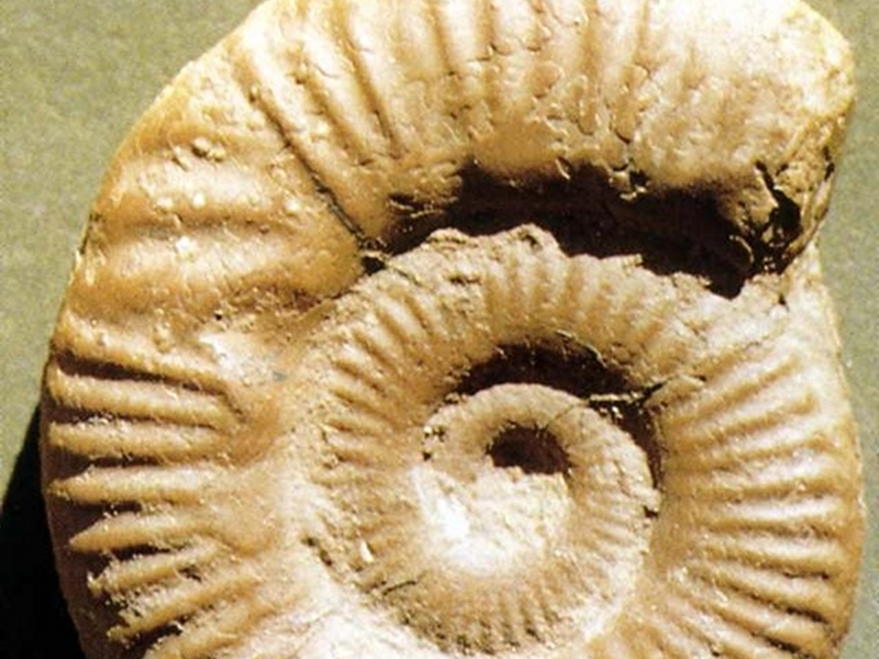 Ammonite parenodia planulata