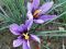 Saffron in the area of Orvieto