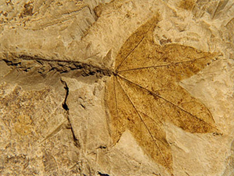 Laboratori didattici - abbinabili alla visita del Museo Paleontologico di Fiorenzuola di Focara