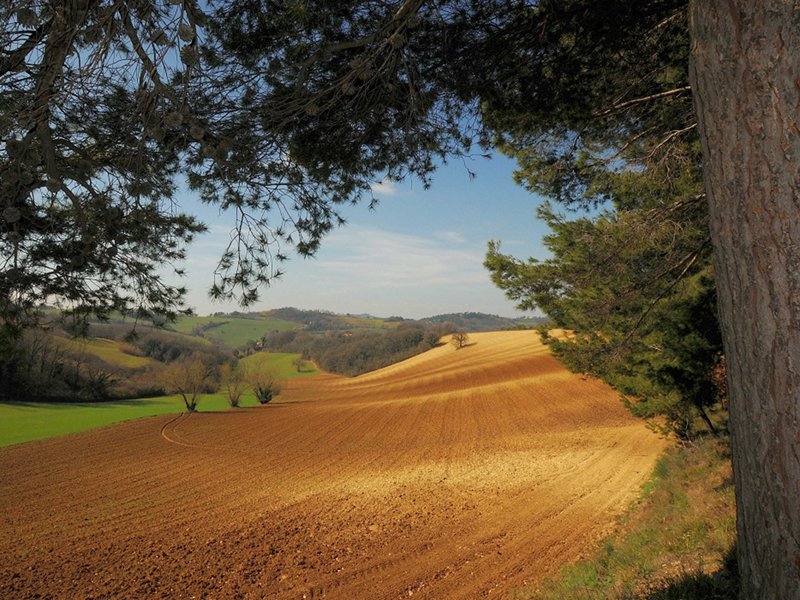 Rural panorama