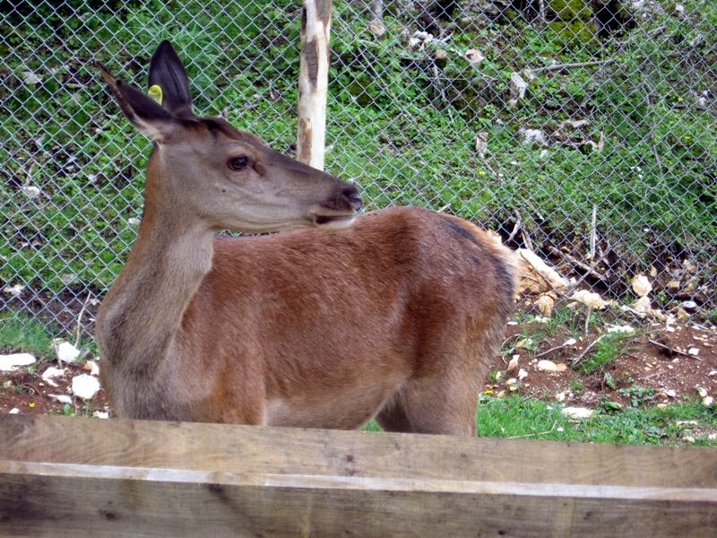 Wildlife area female deer