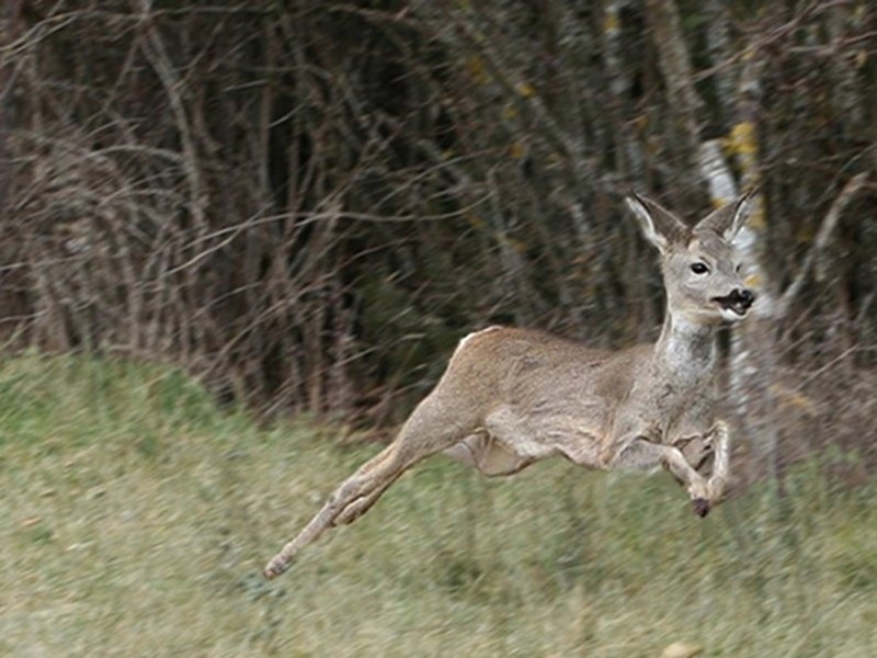 Faunistic area of the roe deer