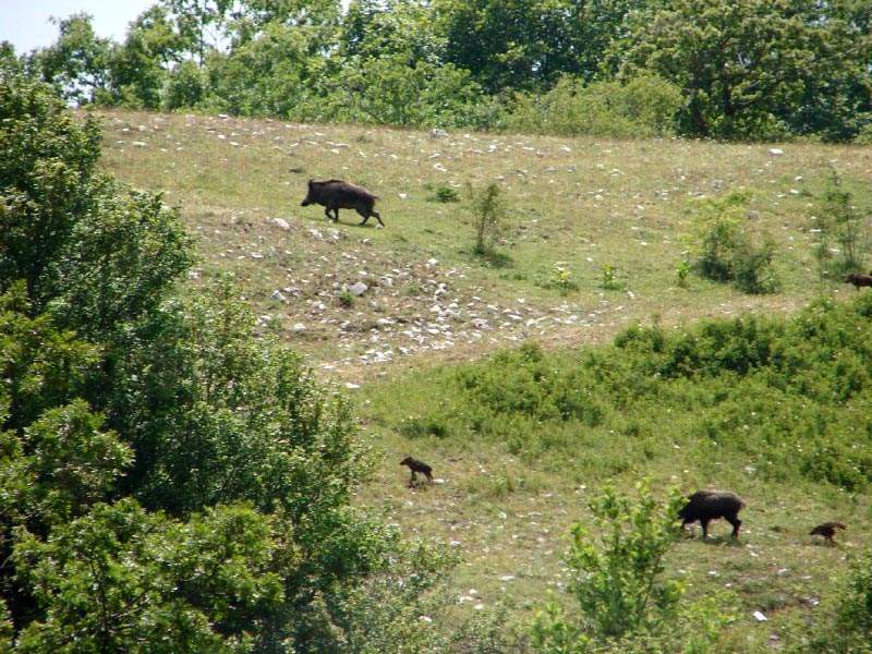 2 female wild boars with their cubs