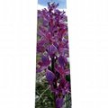 Bookmark Orchid (Early Purple Orchid) - Monti Simbruini Park