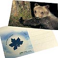 Scented Postcard Brown Bear