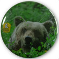 Badge bouton Ours Parco Nazionale d'Abruzzo Lazio e Molise