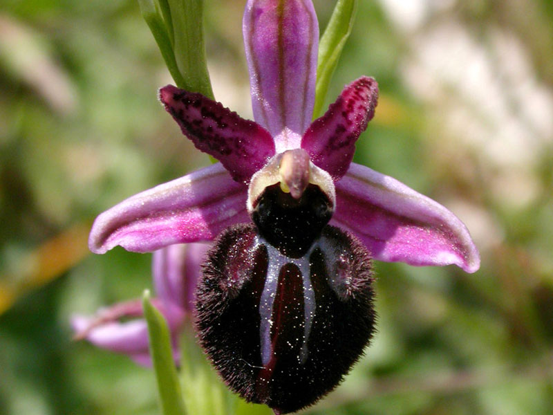 Ophrys aus der Alta Murgia