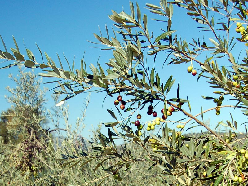 Das Extra Vergine Olivenöl
