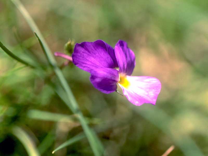 The violet of Elba