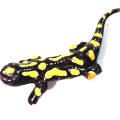 Fauna del Parco in ceramica - Salamandra