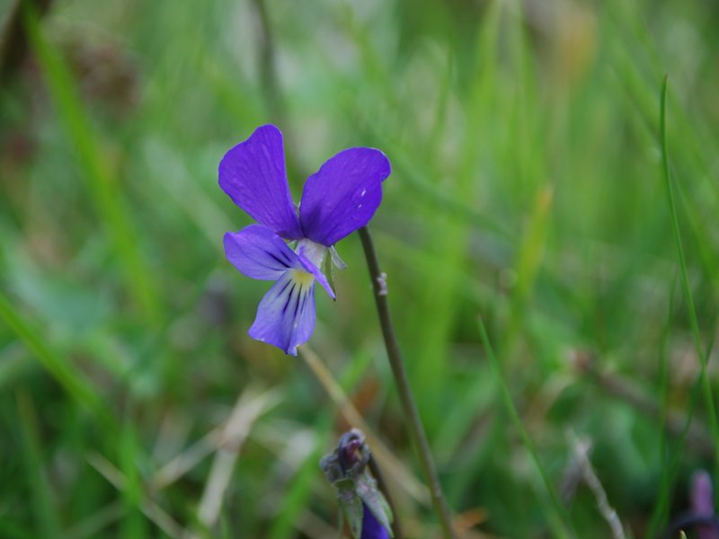 Viola pseudogracilis