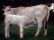 Chianina Cow Breed