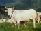 Romagnola Cow Breed Slow Food Presidium