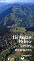 Il Parco Nazionale delle Foreste Casentinesi: dove gli alberi toccano il cielo