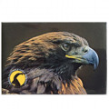 Photographic magnete of the Gran Paradiso National Park - subjects: royal eagle