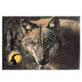 Photographic magnete of the Gran Paradiso National Park - subjects: wolf