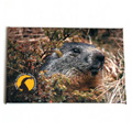 Marmot magnet of the Gran Paradiso National Park