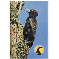 Photographic magnete of the Gran Paradiso National Park - subjects: black woodpecker