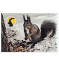 Photographic magnete of the Gran Paradiso National Park - subjects: red squirrel