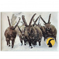 Photographic magnete of the Gran Paradiso National Park - subjects: ibexes in the snow