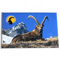 Magnet with alpine ibex of the Parco Nazionale Gran Paradiso