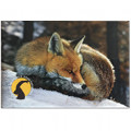 Magnete of the Gran Paradiso National Park - subject: fox