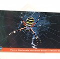 Postcard Argiope Spider