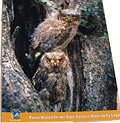 Postcard Scops Owls