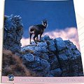 Carte postale Chamois des Apennins montagne
