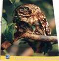 Postcard Little Owl