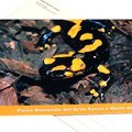 Cartolina Salamandra pezzata appenninica