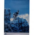 Poster Chamois of the Apennines 2