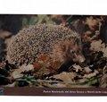 Poster Hedgehog