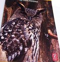 Striped Notebook MAXI Pigna - Eurasian Eagle-owl